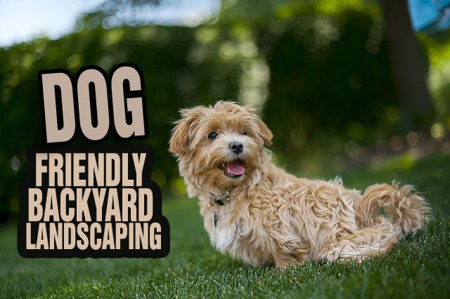 Dog Friendly landscaping backyard ideas shared by Alborn Supply NJ