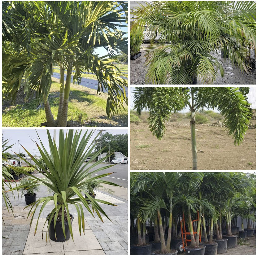 Alborn supply NJ Palm trees