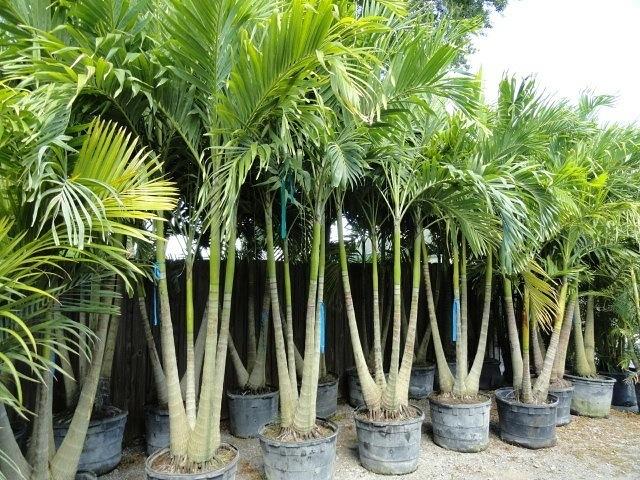 palm trees Ocean County Monmouth adonidia spindle Royal Roebelenii indoor for sale buy nj
