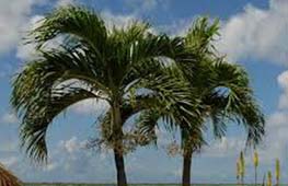 PALM TREES Landscape Supplies and Hardscaping Services Ocean and Monmouth County NJ