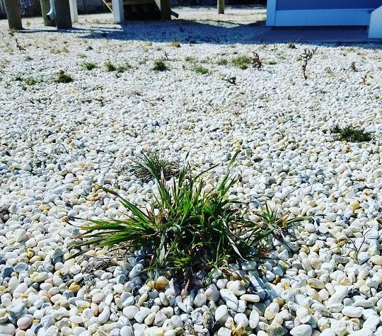 Decorative Stone Weed Control Monmouth Ocean County NJ new jersey shore pebble landscape rock